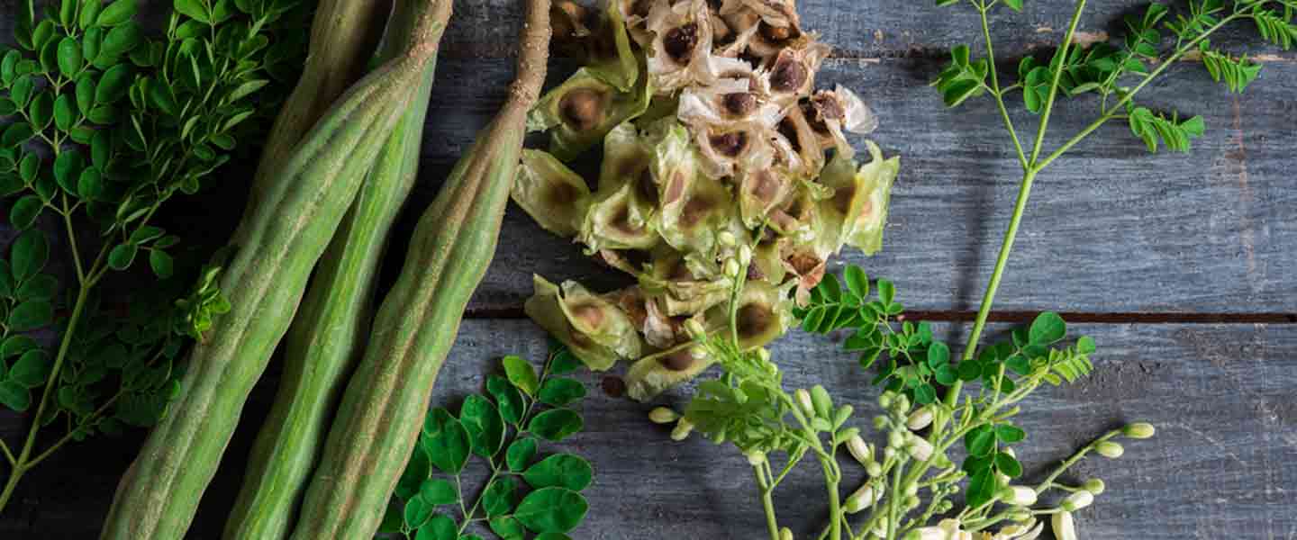 Kas ir Moringa tēja, kādas ir Moringa tējas priekšrocības?